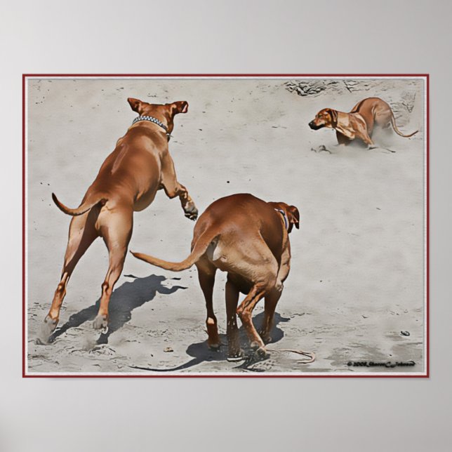 Rhodesian Ridgeback Illustration Poster (Framsidan)