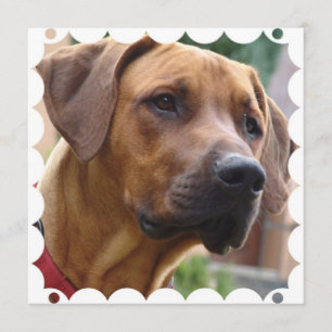 Rhodesian Ridgeback-inbjudan Inbjudningar