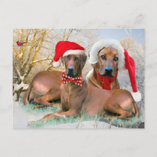 Rhodesian Ridgeback julgåvor Helg Vykort