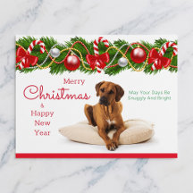 Rhodesian Ridgeback julkort