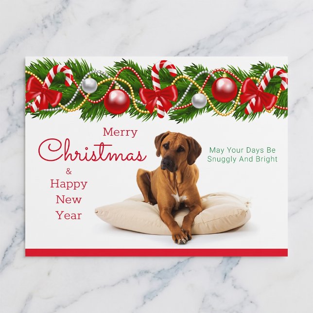 Rhodesian Ridgeback julkort Helg Vykort (Rhodesian Ridgebacks make the season bright.)