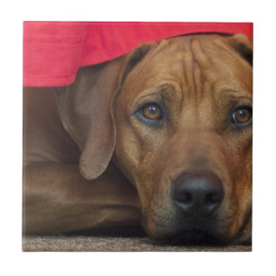 rhodesian-ridgeback kakelplatta