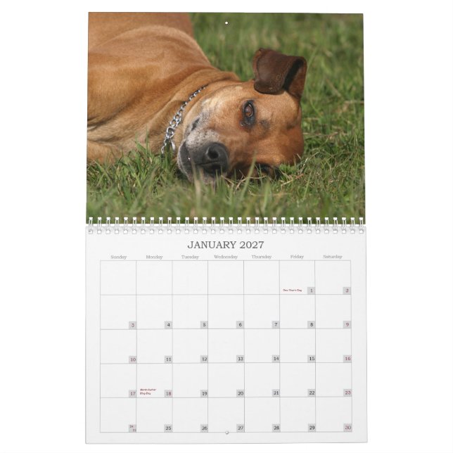 Rhodesian Ridgeback kalender 2011 (Jan 2027)
