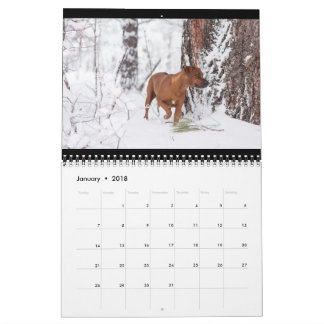 Rhodesian Ridgeback kalender 2018