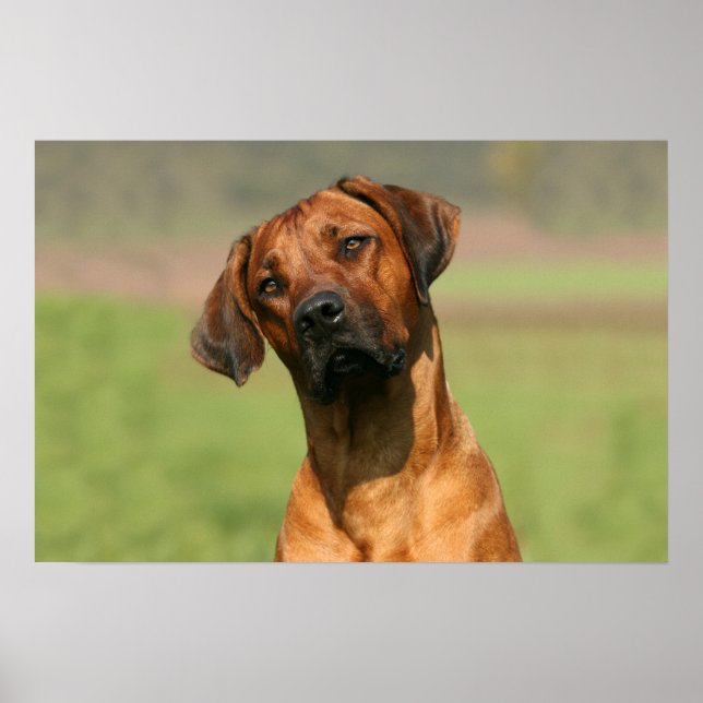 Rhodesian Ridgeback-kanvastryck Poster (Framsidan)