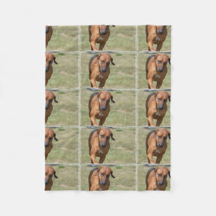 Rhodesian Ridgeback kråma sig Fleecefilt