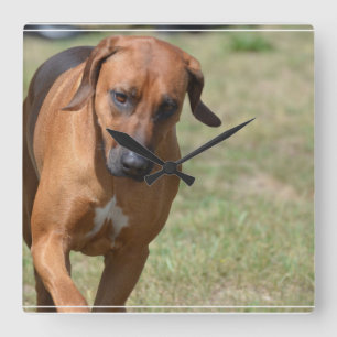 Rhodesian Ridgeback kråma sig Fyrkantig Klocka
