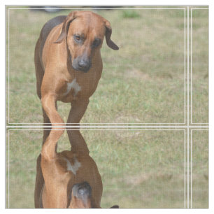 Rhodesian Ridgeback kråma sig Tyg