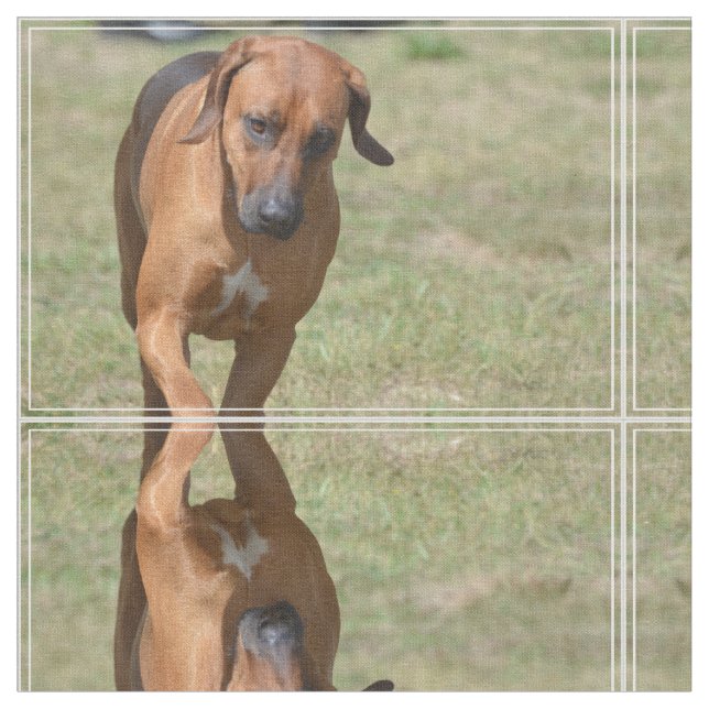 Rhodesian Ridgeback kråma sig Tyg (Närbild)