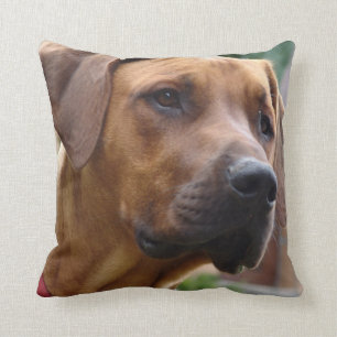 Rhodesian Ridgeback kudder Kudde