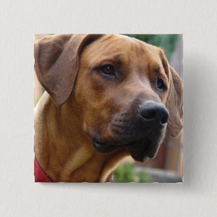 Rhodesian Ridgeback kvadrerar klämmer fast Knapp