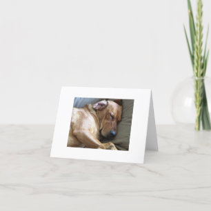 Rhodesian Ridgeback Labrador hundblandning Kort
