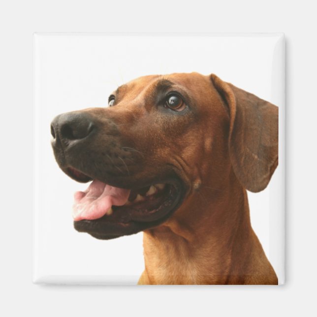 Rhodesian Ridgeback Magnet (Framsidan)
