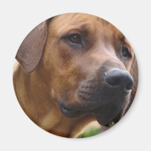 Rhodesian Ridgeback magnet