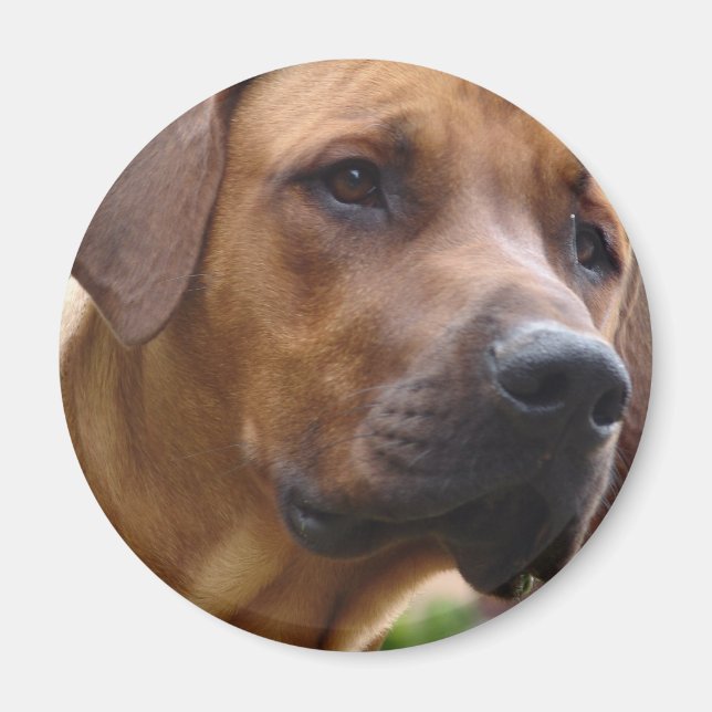 Rhodesian Ridgeback Magnet (Framsidan)