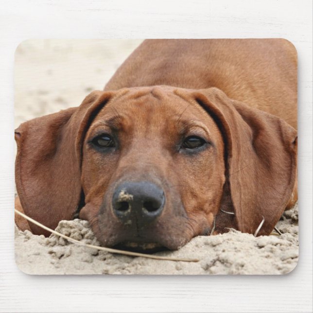 Rhodesian Ridgeback Muismat Musmatta (Framsidan)