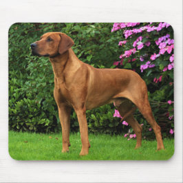 Rhodesian Ridgeback Muismat Musmatta
