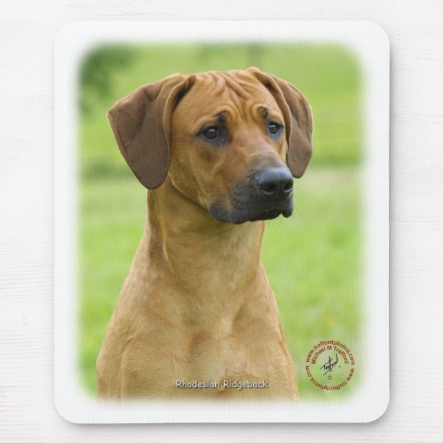 Rhodesian Ridgeback Musmatta (Framsidan)