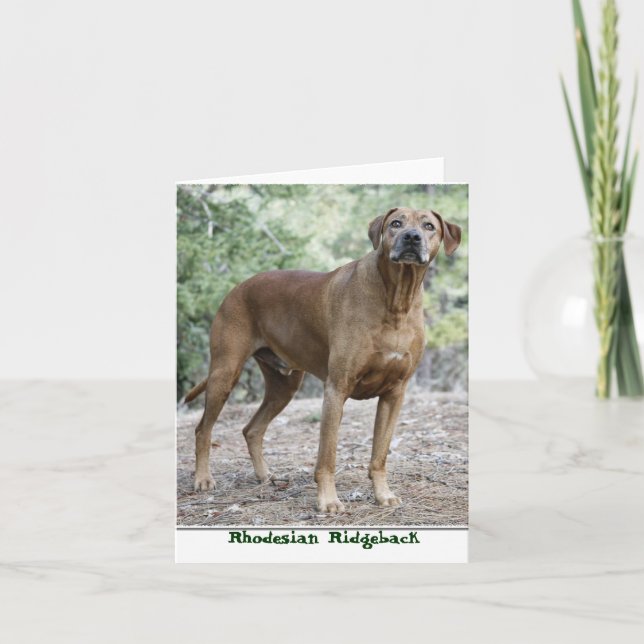 Rhodesian Ridgeback Notecards Kort (Framsida)