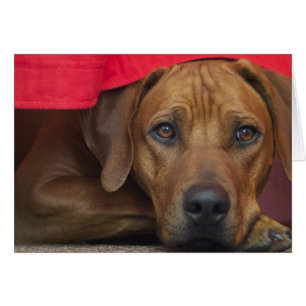 rhodesian-ridgeback OBS kort