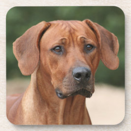 Rhodesian Ridgeback onderzetters Underlägg