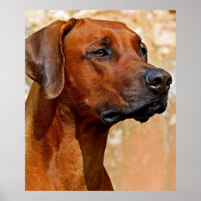 Rhodesian ridgeback poster (Framsidan)