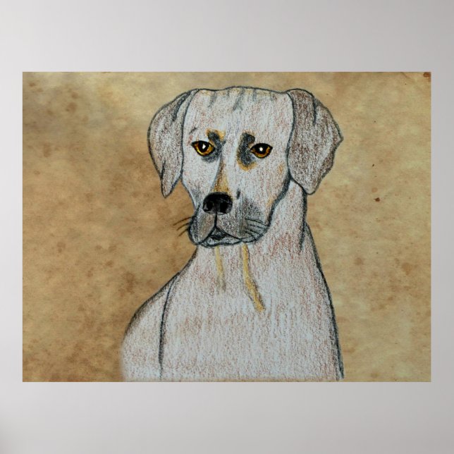 Rhodesian Ridgeback Poster (Framsidan)