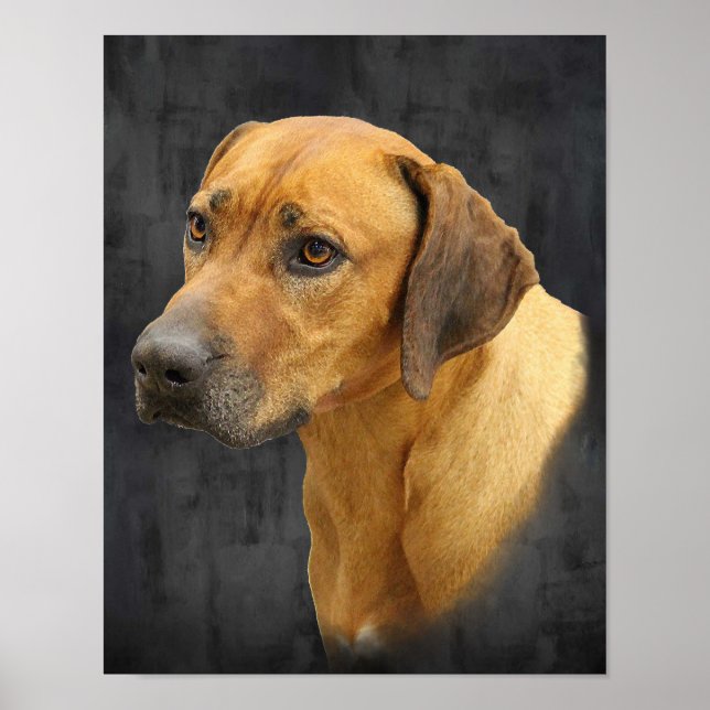 Rhodesian Ridgeback Poster (Framsidan)