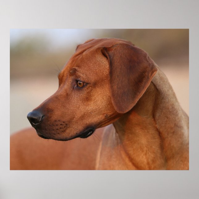 Rhodesian Ridgeback Poster (Framsidan)