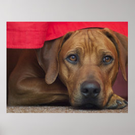 Rhodesian Ridgeback Poster