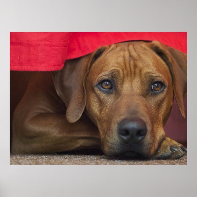 Rhodesian Ridgeback Poster (Framsidan)