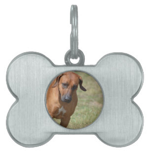 Rhodesian Ridgeback Prancing Namnbricka Husdjur