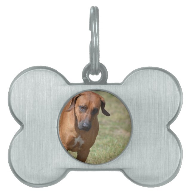 Rhodesian Ridgeback Prancing Namnbricka Husdjur (Framsidan)