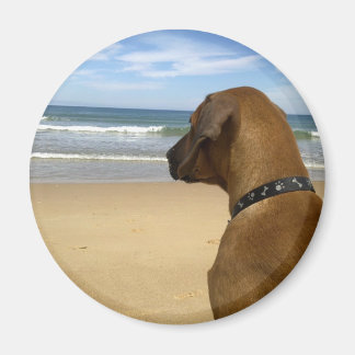 Rhodesian Ridgeback-produkter Magnet