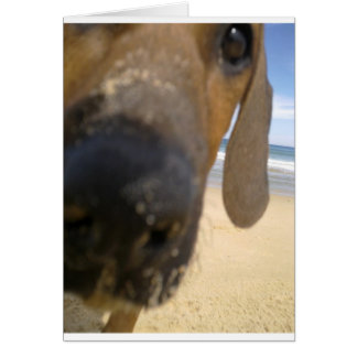 Rhodesian Ridgeback Saker Hälsningskort