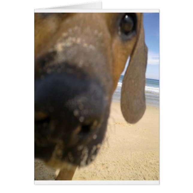 Rhodesian Ridgeback Saker Hälsningskort (Framsidan)