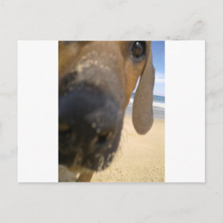 Rhodesian Ridgeback Saker Vykort