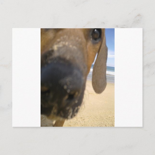 Rhodesian Ridgeback Saker Vykort (Framsida)