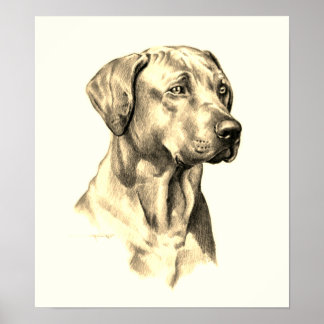 Rhodesian Ridgeback-sketch poster
