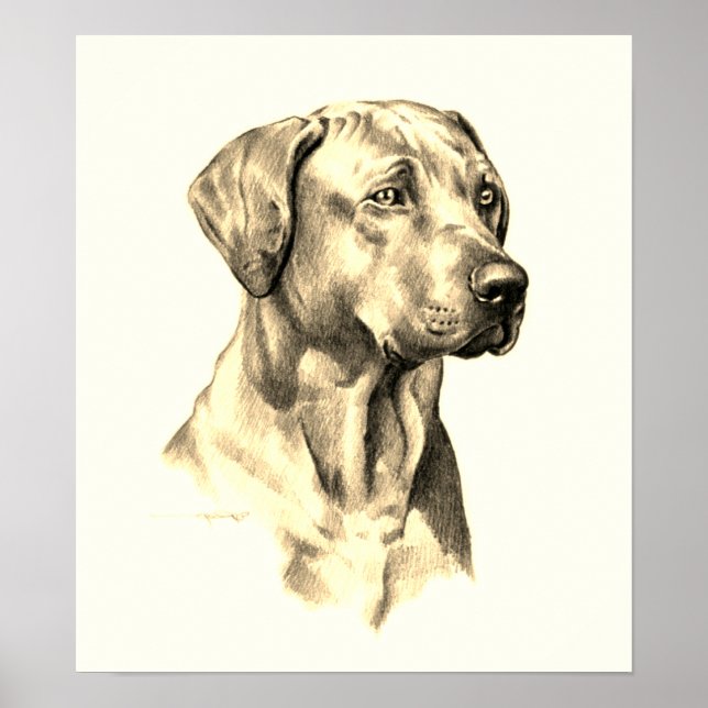 Rhodesian Ridgeback-sketch poster (Framsidan)