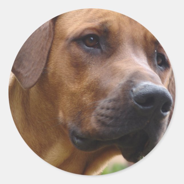 Rhodesian Ridgeback Stickers Runt Klistermärke (Framsida)