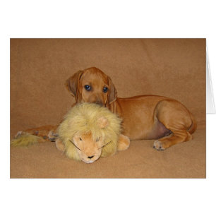 Rhodesian Ridgeback valp Hälsningskort
