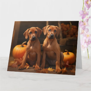 Rhodesian Ridgeback Valp Höstglädje Pumpa Kort