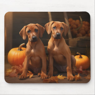 Rhodesian Ridgeback Valp Höstglädje Pumpa Musmatta
