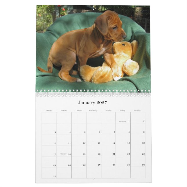 Rhodesian Ridgeback valpar 2012 Kalender (Jan 2027)