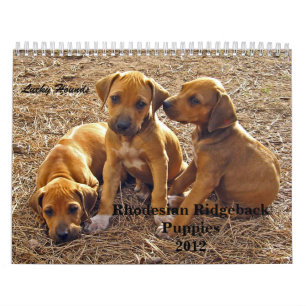 Rhodesian Ridgeback valpar 2012 Kalender