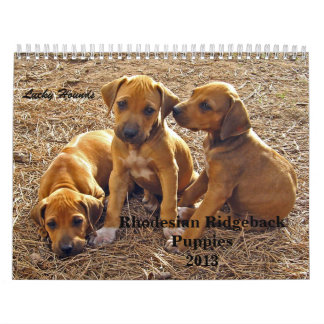 Rhodesian Ridgeback valpar 2013 Kalender