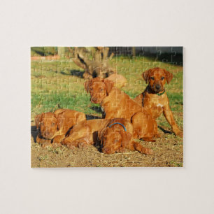 Rhodesian Ridgeback valppussel Pussel