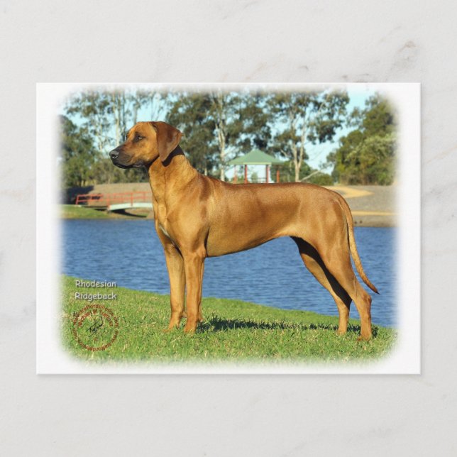Rhodesian Ridgeback Vykort (Framsida)