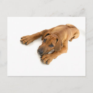 Rhodesian ridgeback vykort